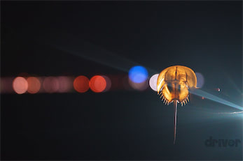 太古より生き続けるカブトガニの脱皮殻をスケスケ写!?「三好秀昌の