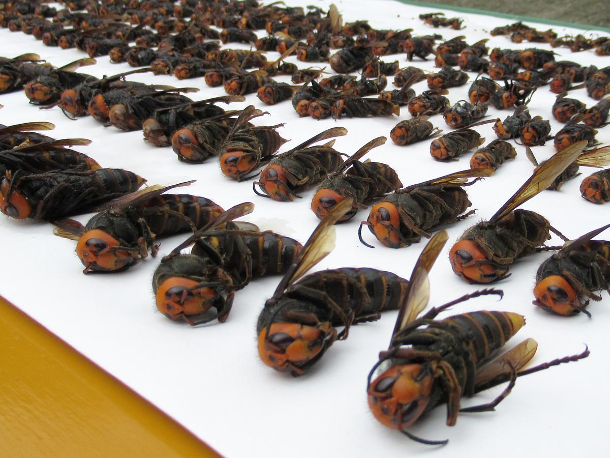 宇部で「スズメバチトラップ」回収 最も大きい女王バチは体長6センチ