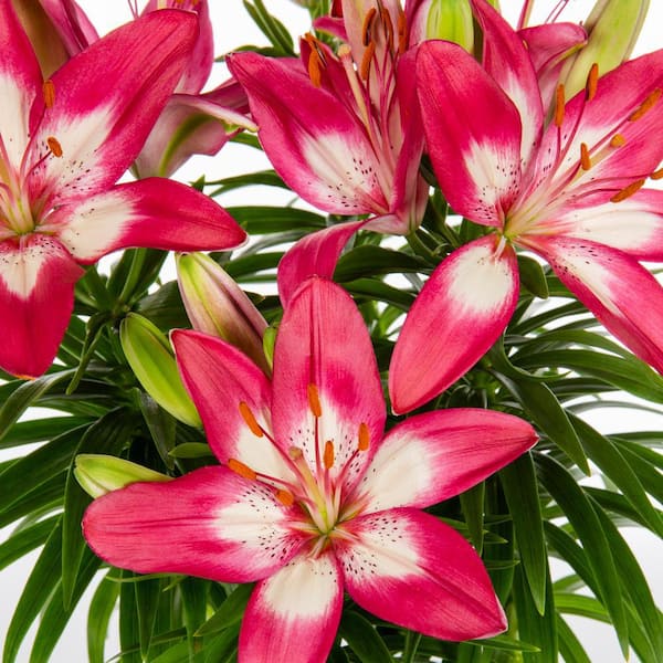 METROLINA GREENHOUSES 2.5 Qt. Perfect Joy Pink Asiatic Lily Plant