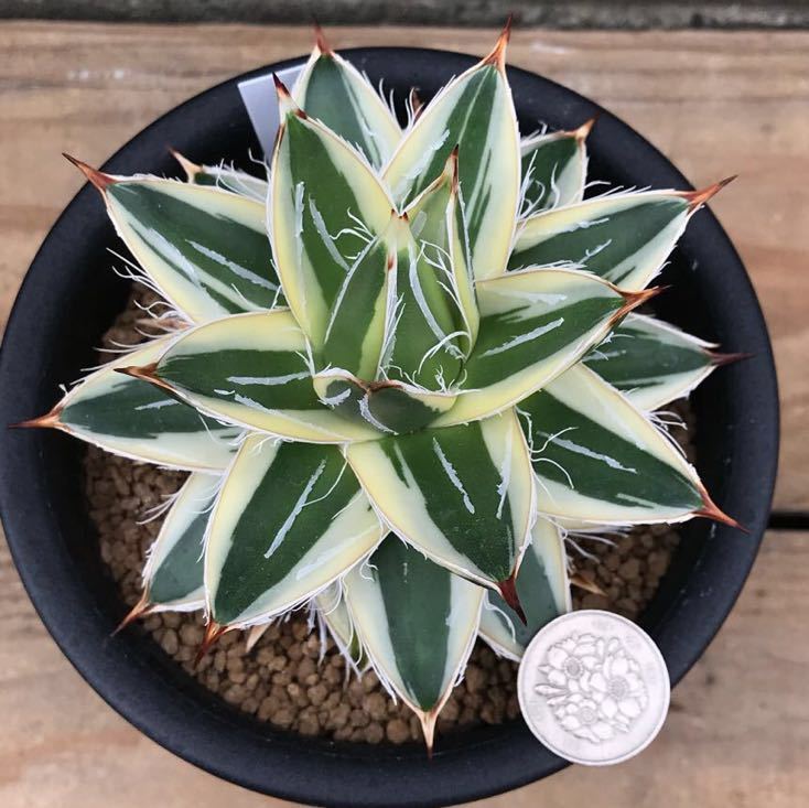 m*n様 【初売りオークション】33 活着 赤棘 アガベ 王妃笹の雪A型