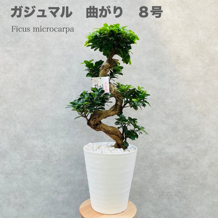 ガジュマル 観葉植物 曲がり 8号鉢苗 大型 盆栽 登り樹 昇り竜 室内