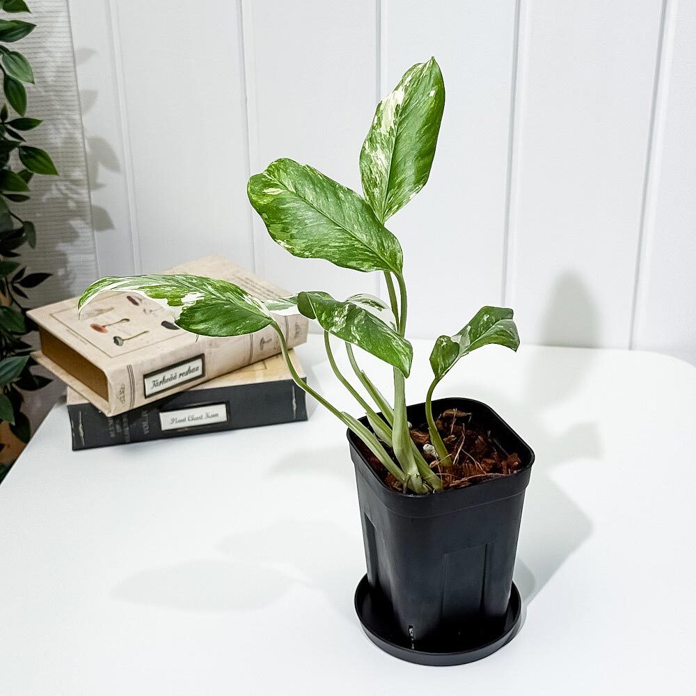 PLANCHU 観葉植物 モンステラ レクレリアナ バリエガータ 3.5号