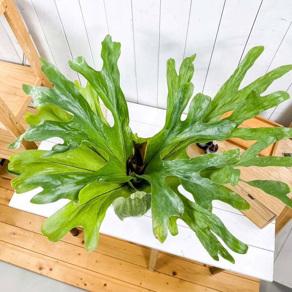 PLANCHU 観葉植物 ビカクシダ スパーバム 5号鉢 受け皿付き 育て方説明