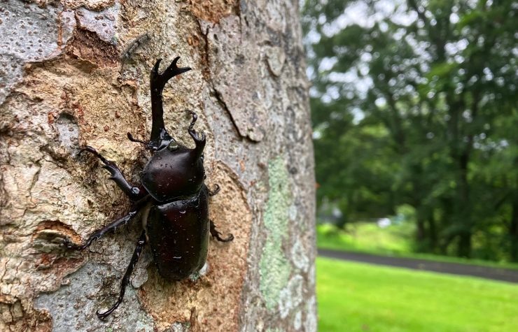 カブトムシ／クワガタ採集体験】夏季限定！カブトムシ・クワガタが