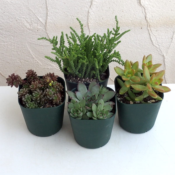 エケベリア3苗セット farmPALK オーズプランツ ポットごと発送 3号鉢