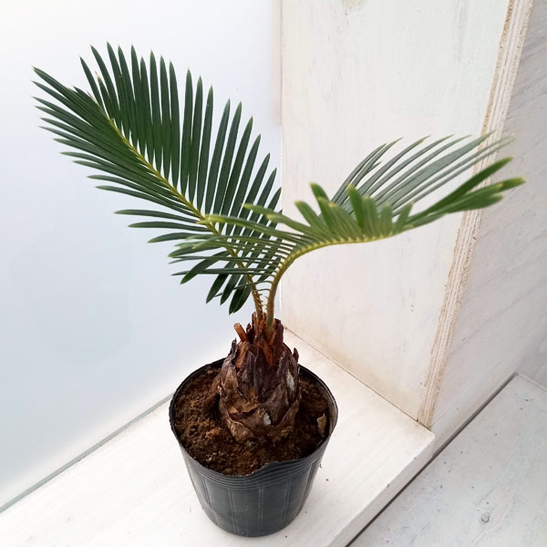 金環ソテツ 2.5号ポットつき 2株セット❗ い 金環ソテツ 2.5号ポット