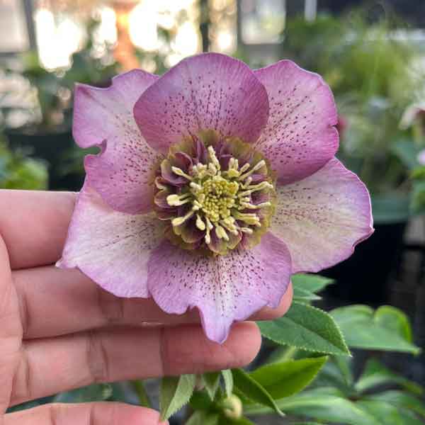 園芸ネット本店｜花郷園さんのクリスマスローズ：24-05セミダブル