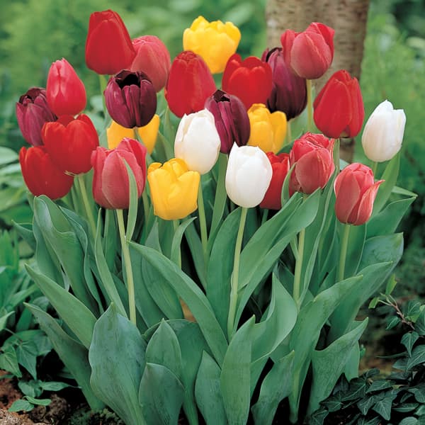 園芸ネット本店｜チューリップ（単色咲き）：混合4球 の通販【公式】