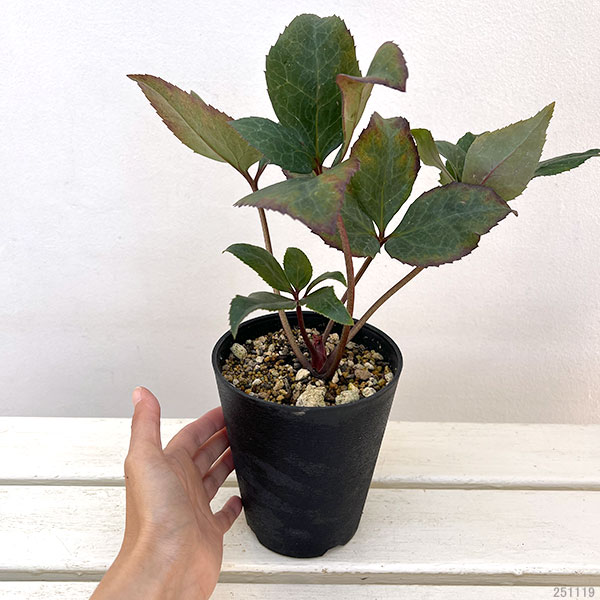 園芸ネット本店｜クリスマスローズ（原種交配）：*HGCピンクフロスト