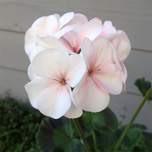 園芸ネット本店｜ゼラニウム：ホワイトトゥローズ3.5号ポット の通販