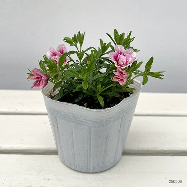 園芸ネット本店｜[26年4月下旬予約]カリブラコア（八重咲