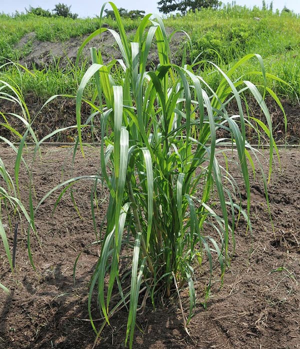 園芸ネット本店｜[26年4月下旬予約]和三盆サトウキビの苗：竹糖3.5号