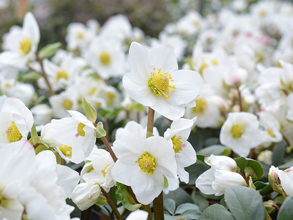 園芸ネット本店｜クリスマスローズ（原種系）：*ニゲルHGCジュベリオ
