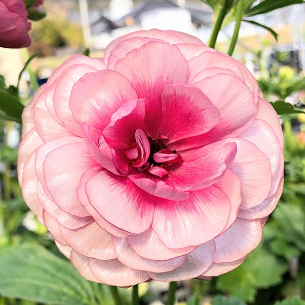 園芸ネット本店｜ラナンキュラス：ラックス ヘラ3.5-4号ポット の通販