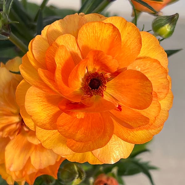 ラナンキュラスラックス イーシス ミネルバ リタイ 3苗 ラナンキュラス