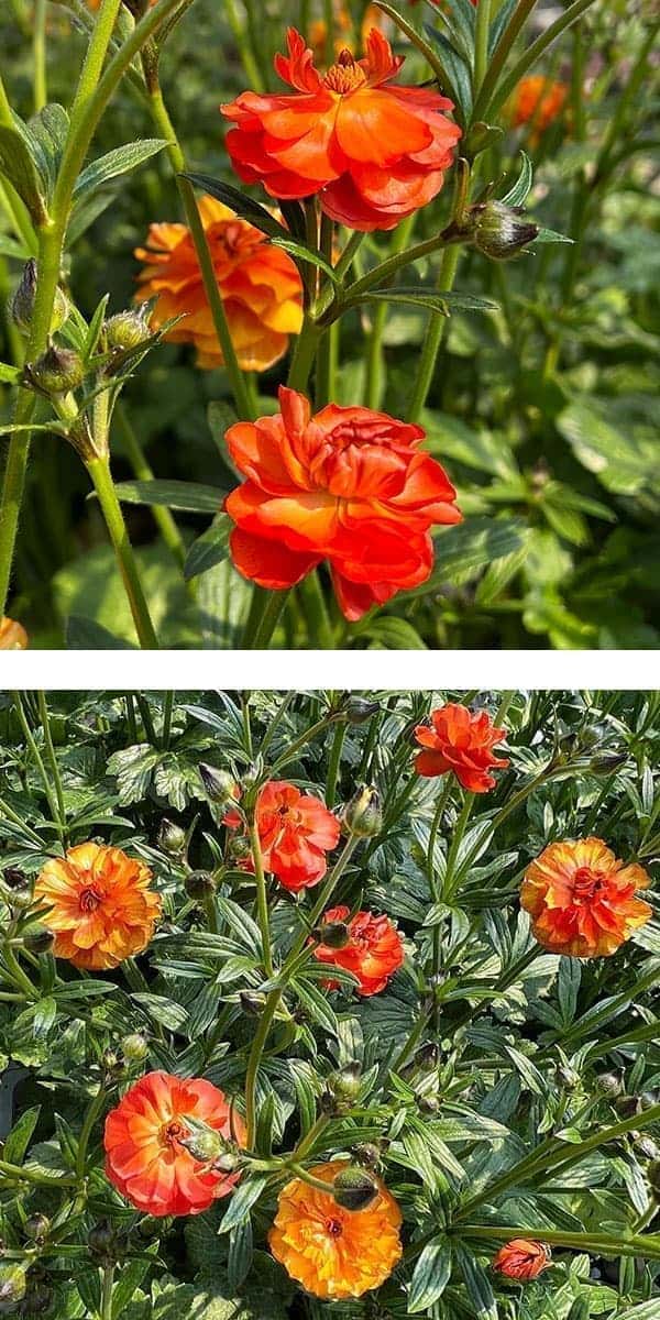 園芸ネット本店｜ラナンキュラス：ラックス ミノアン5号鉢植えカゴ入り