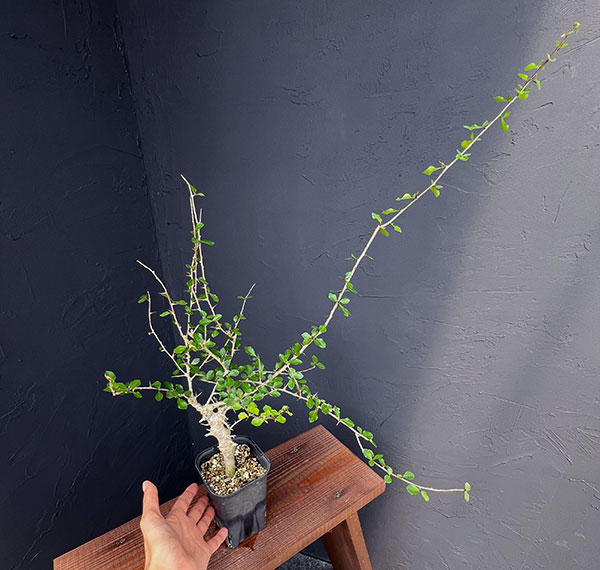 園芸ネット本店｜コミフォラ：シンプリキフォリア 3.5号22-02 の通販