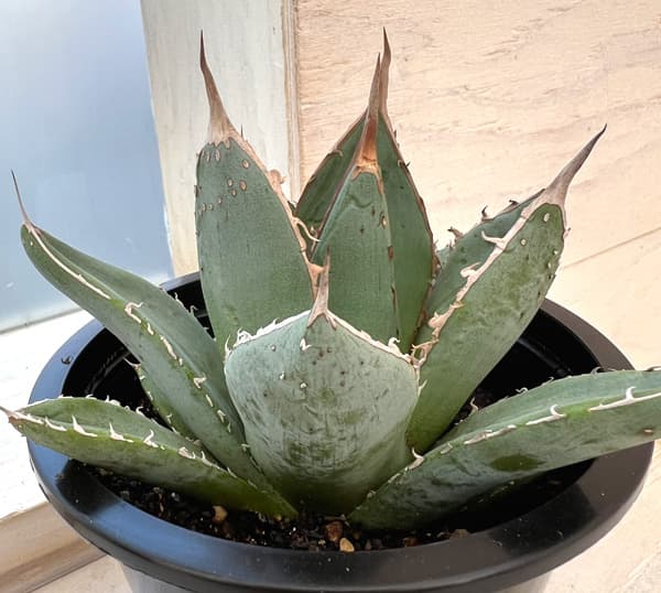 園芸ネット本店｜アガベ：パープソラム（帝釈天）4.5号 の通販【公式】