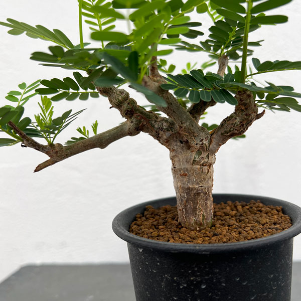 園芸ネット本店｜[ザ・ファームセレクト]センナ：メリディオナリス