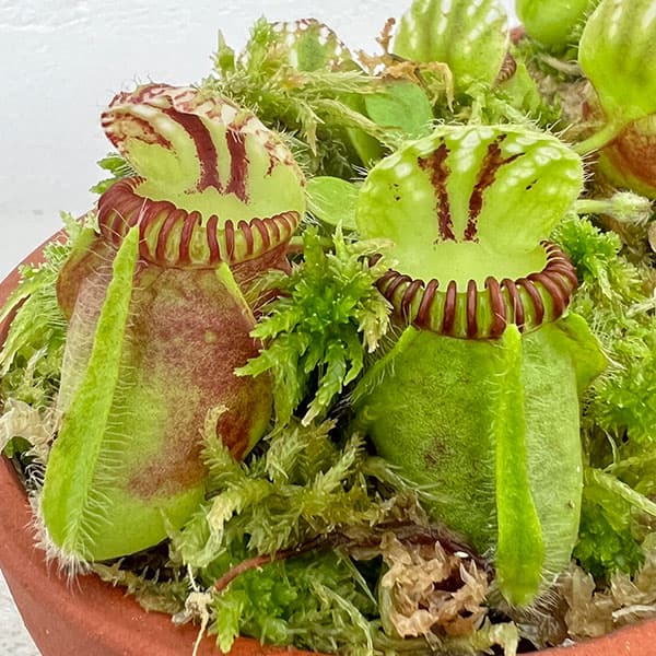 園芸ネット本店｜セファロタス：フォリキュラリス ハマース ジャンボ 3