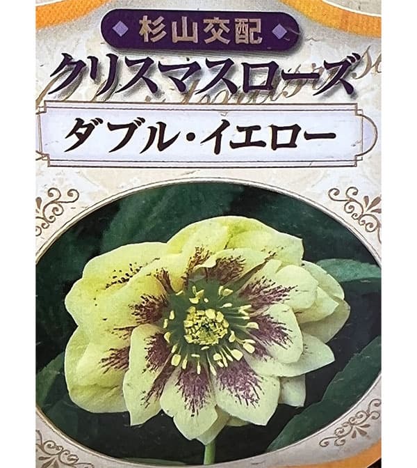 園芸ネット本店｜杉光園芸さんのクリスマスローズ：ダブルイエロー3号