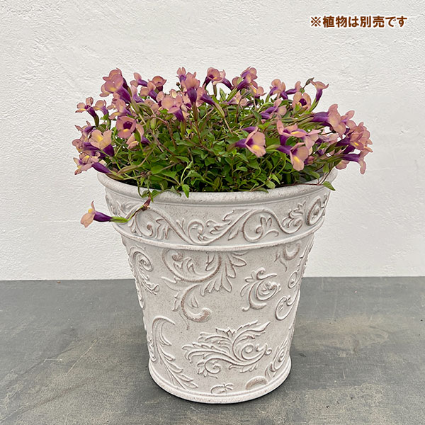 園芸ネット本店｜ボールドアラベスク ベーシックLホワイト／直径