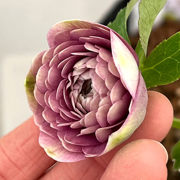 園芸ネット本店｜吉田園芸さんのクリスマスローズ：超多弁交配26-09