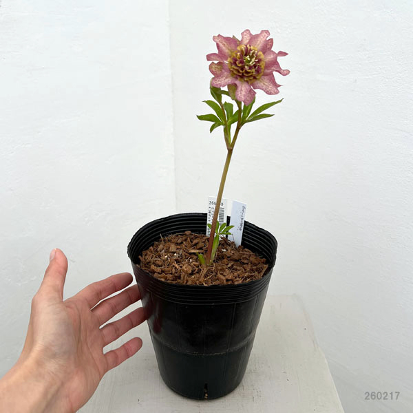 園芸ネット本店｜吉田園芸さんのクリスマスローズ：ヒデコート