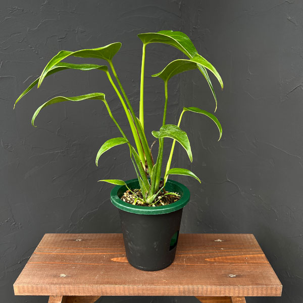 園芸ネット本店｜モンステラ：バールマルクスフレーム 5号鉢植え25-03