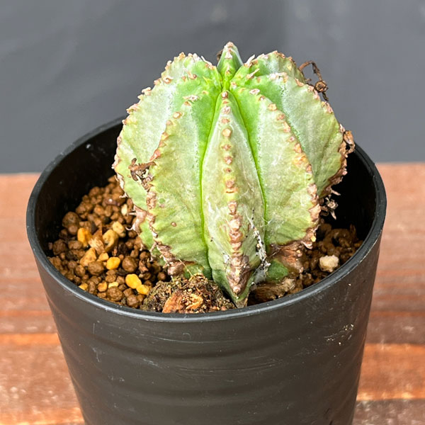 園芸ネット本店｜ユーフォルビア：ホリダ×バリダ 2.5号鉢植え の通販