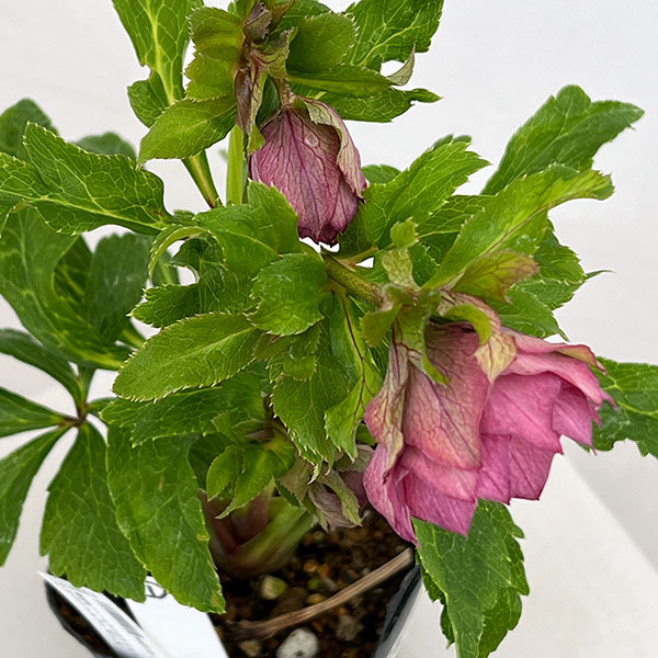 園芸ネット本店｜若泉ファームさんのクリスマスローズ：26-01