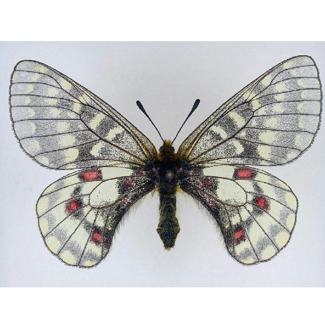 大型 ドイツ箱・昭和41年印・当時物】蝶 大型 標本 レア 貴重2025年