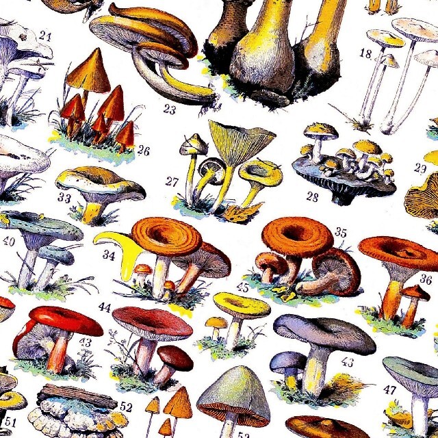 きのこ 図鑑 チャート ビンテージイラスト 光沢 ポスター A3 ②の通販
