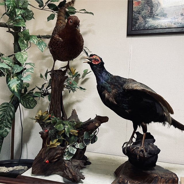 キジ 1対 剥製 雉 セット 【公式通販】