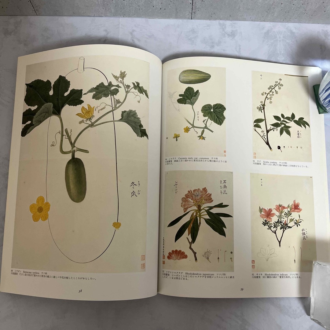 シーボルト旧蔵 日本植物図譜展 本の通販 by 738 shop｜ラクマ