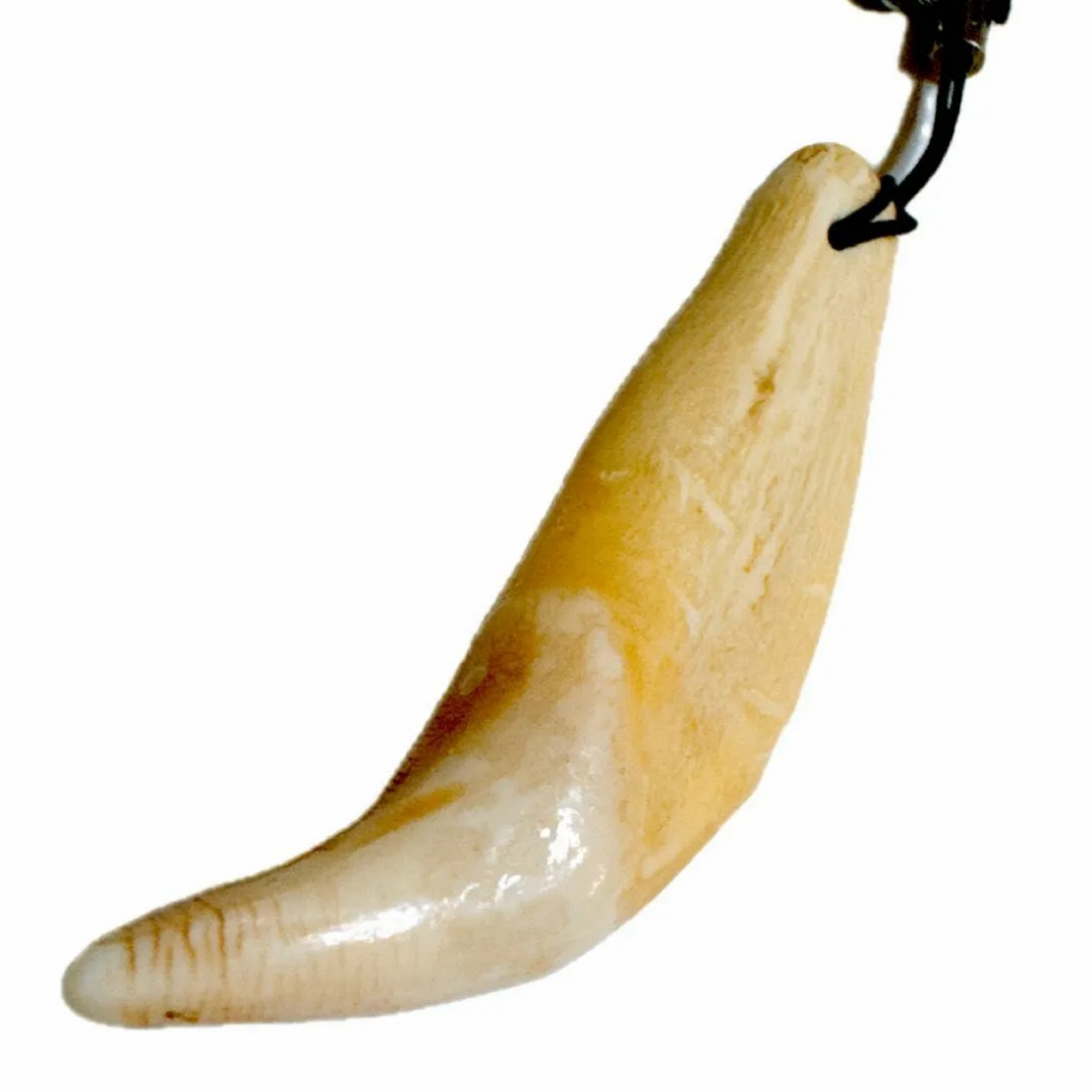 謹製 ツキノワグマ牙 ストラップ 希少 魔除け 熊牙 月の輪熊 牙 1点物