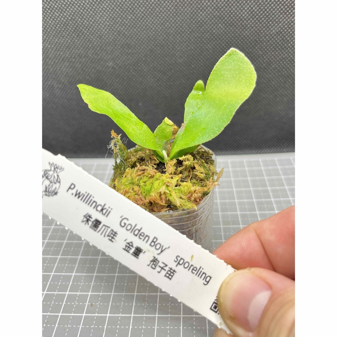 ビカクシダ willinckii Golden Boy sporeling 金童の通販 by ビカビカ