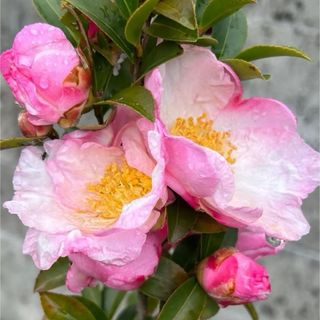 IVY. - ホワイトパワーセラム(新パケ)1本30ml＆レッドパワーセラム