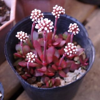 激レア ドラゴンフルーツ苗 コンドルの通販 by ビオレ's shop｜ラクマ