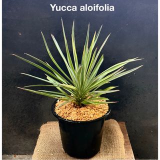 2025福袋 多肉植物の通販 by たにゆ's shop｜ラクマ