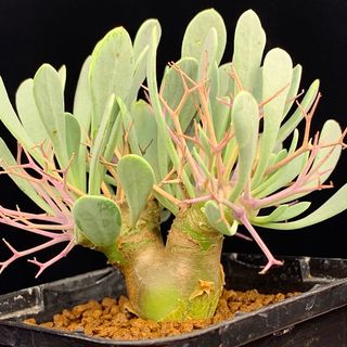 2025福袋 多肉植物の通販 by たにゆ's shop｜ラクマ