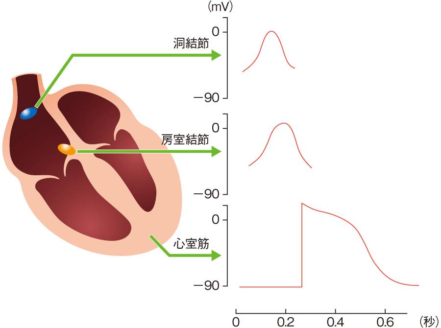 刺激伝導系と心筋の特殊な性質｜心臓とはなんだろう（3） | 看護roo