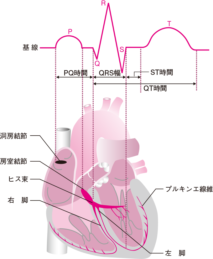 心臓外科の刺激伝導系 ヨドバシ.com - 心臓外科の刺激伝導系 [単行本