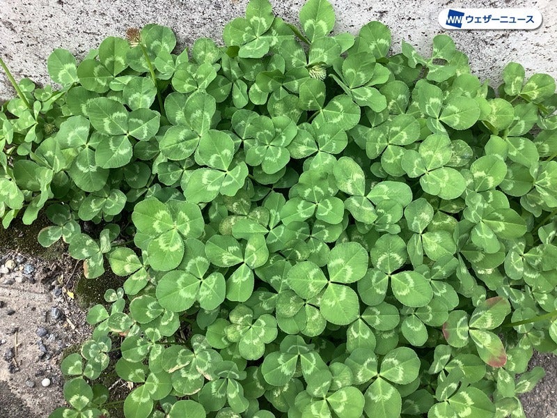 知ってる？四つ葉のクローバーの見つけ方。ある場所で探せば見つけ