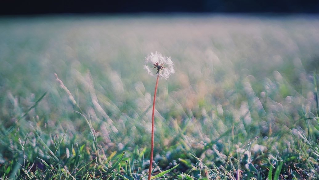 Carl Zeiss Jena Tessar 50mmF2.8を徹底解説。作例から中古相場まで