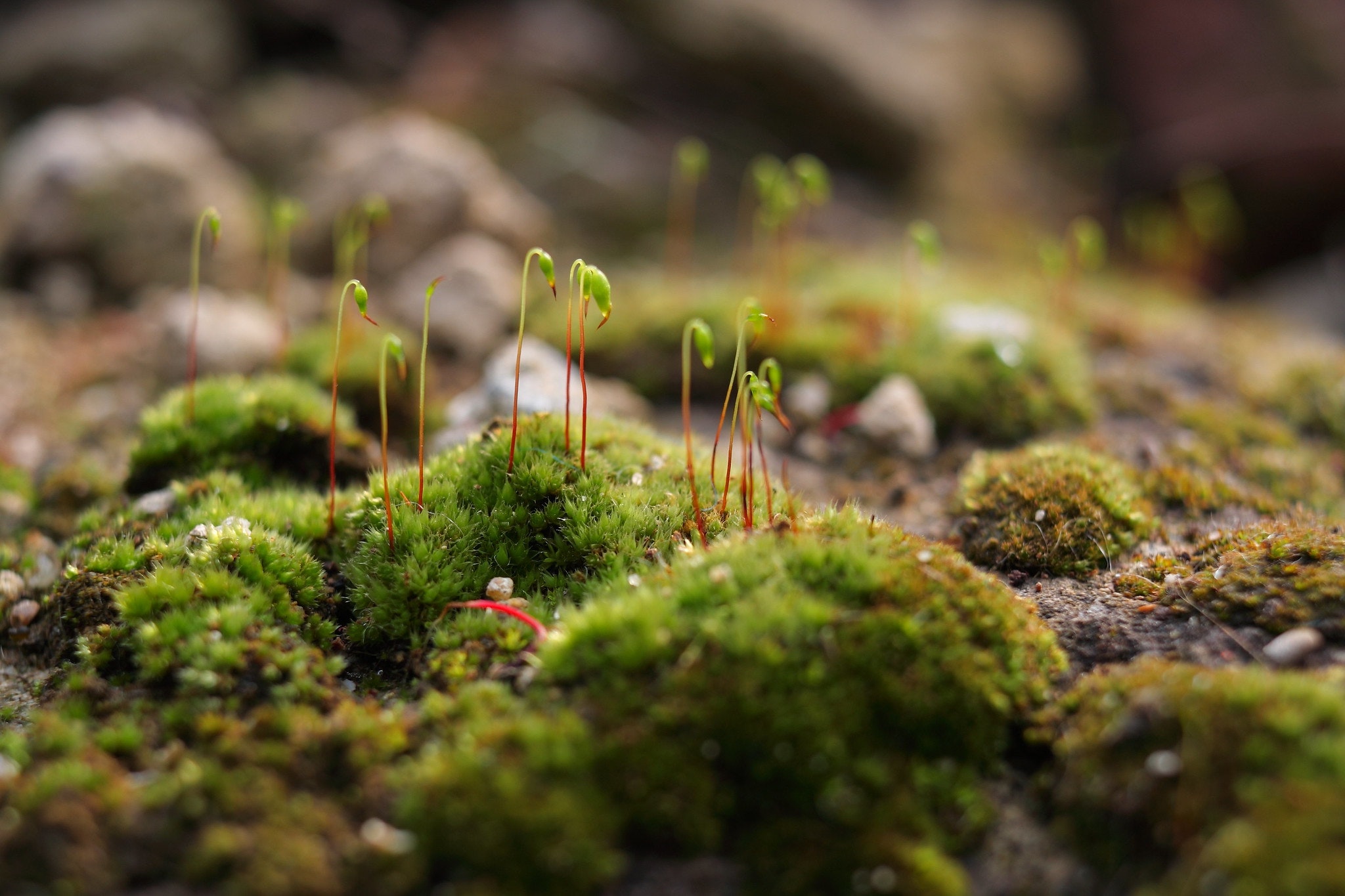 Canon EF-S24mm F2.8 STMを徹底解説。作例からレビューまで | ONE