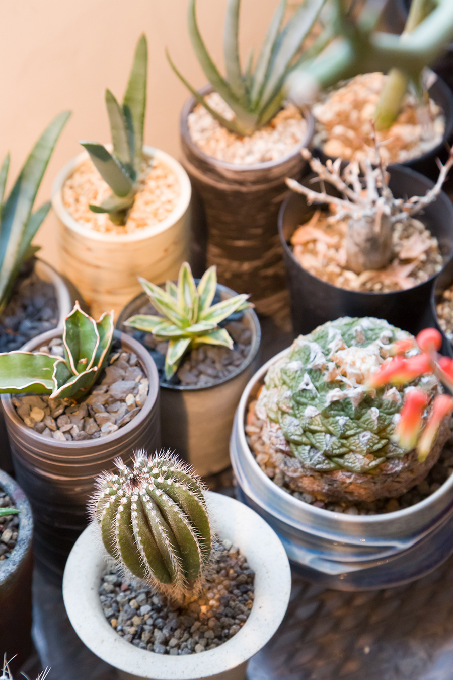 鉢を楽しむグリーンライフ植物の存在感に負けないクールなポットを選び