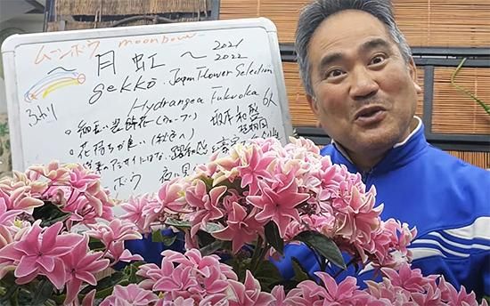 ムーンボウ月虹gekko【幸せを運ぶ紫陽花！】5号 - 市原英次の花ばんざい店