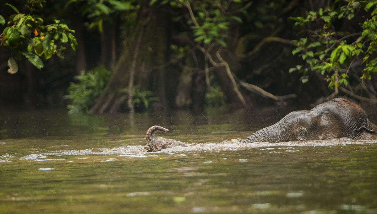 PHOTOS: 'A Visual Celebration of Borneo's Wildlife'