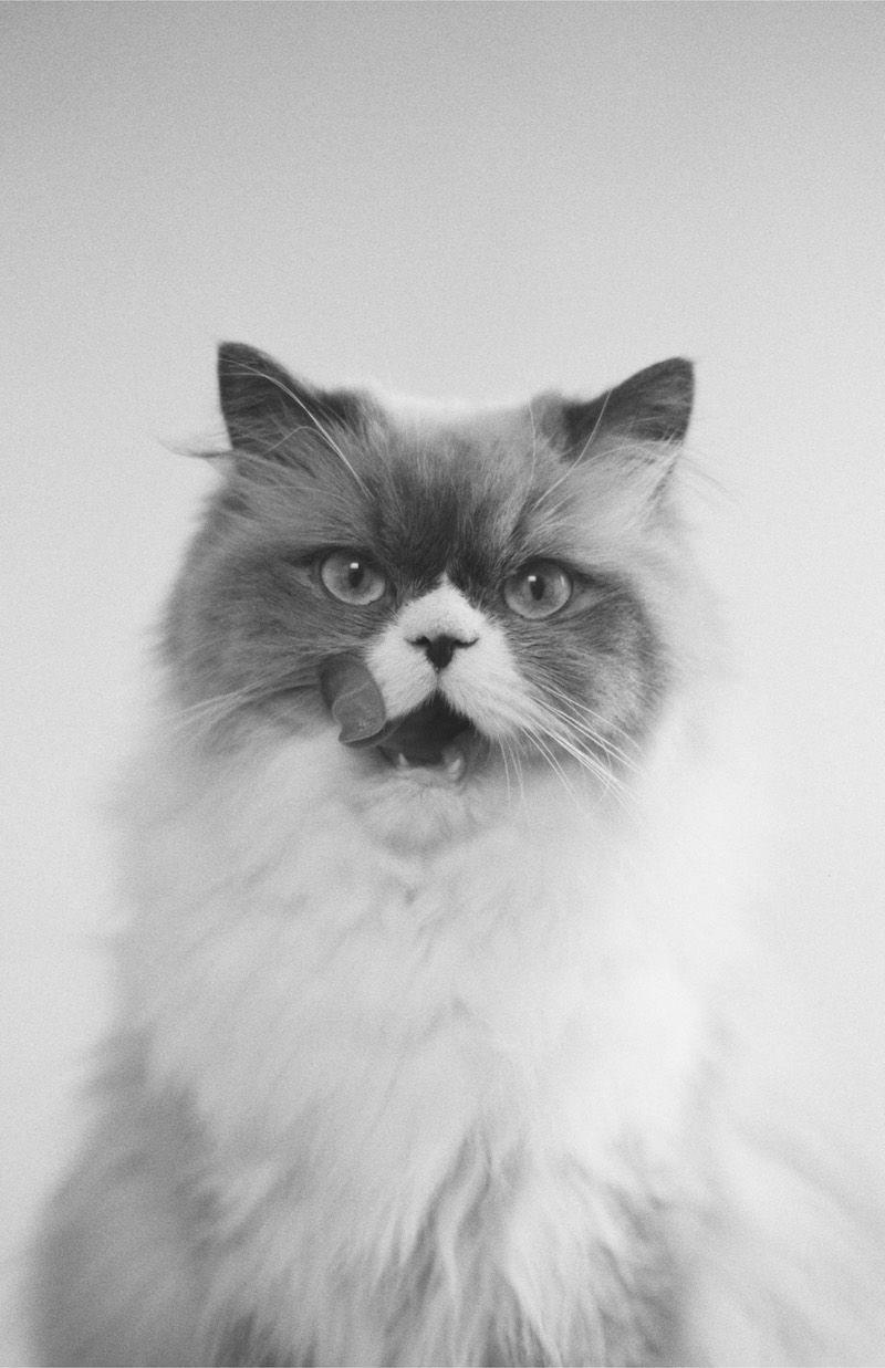 カネコアヤノ、『燦々』弾き語り再録AL『燦々 ひとりでに』CD&カセット